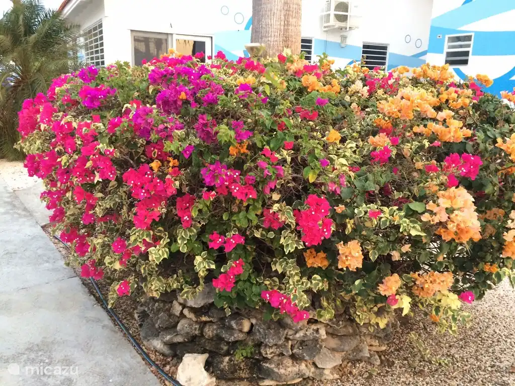 De belles trinitaria ornent ce parc.