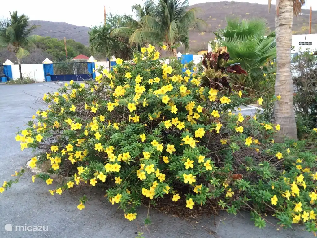 Le parc est très coloré avec toute sa flore.