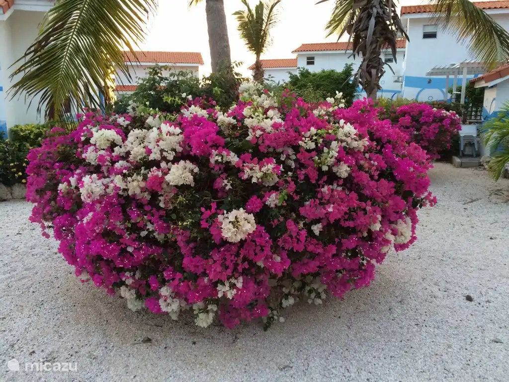 Les combinaisons de la trinitaria sont un régal pour les yeux.