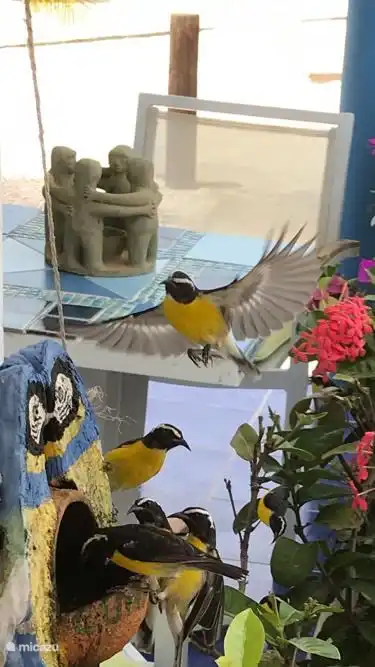 Des voleurs de sucre partout.