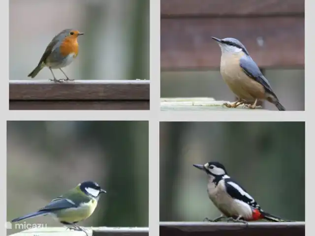 Vieille Meule | Pays-Bas, Overijssel, Haaksbergen - maison de vacances Ces oiseaux, entre autres, visitent régulièrement.
Le martin-pêcheur a également été vu, mais pas encore capturé sur photo.