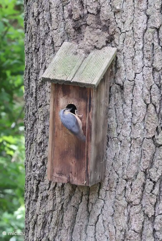 De boomklever met zijn nestkast.