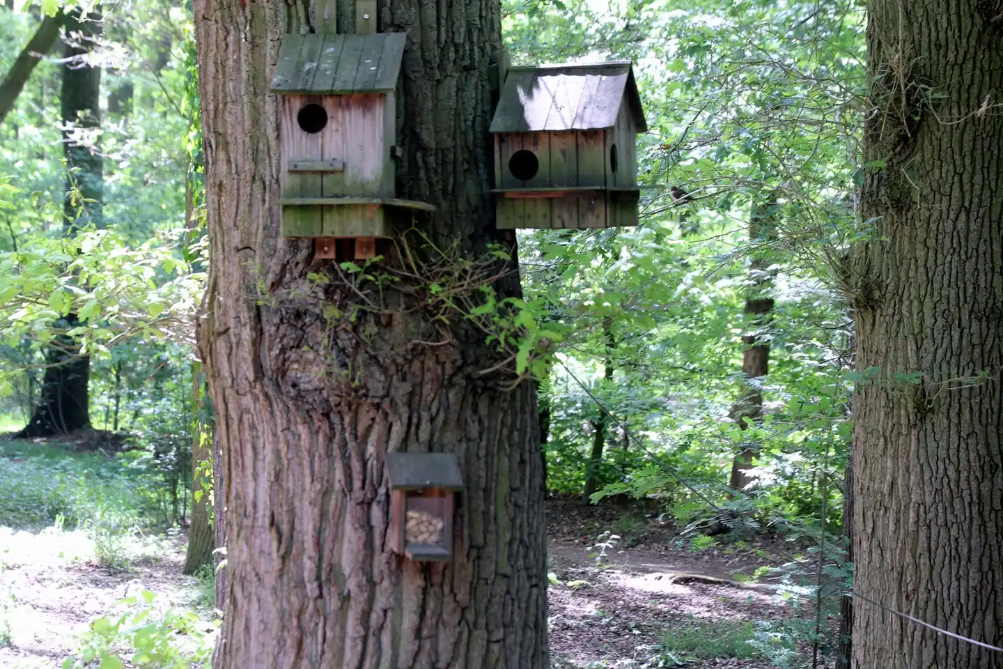 Hier halen de eekhorens de pinda's.
Nestkasten voor de eekhoorns.