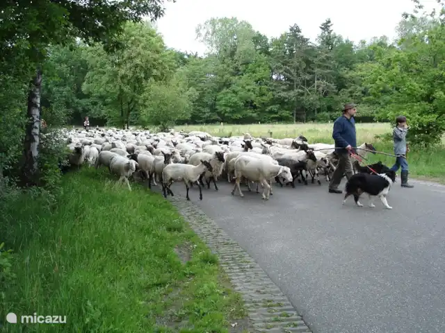 Vieille Meule | Pays-Bas, Overijssel, Haaksbergen - maison de vacances Le troupeau de moutons se trouve régulièrement autour de Buurse.