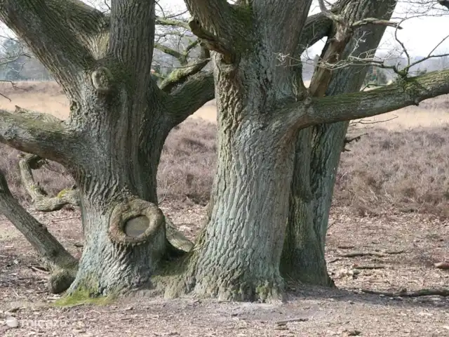 Vieille Meule | Pays-Bas, Overijssel, Haaksbergen - maison de vacances Vieux chênes indigènes près du Buursermeertje.