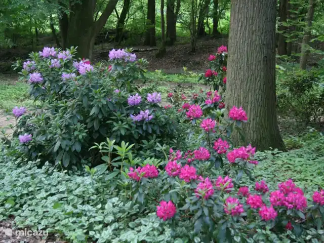 Vieille Meule | Pays-Bas, Overijssel, Haaksbergen - maison de vacances Mai 2018