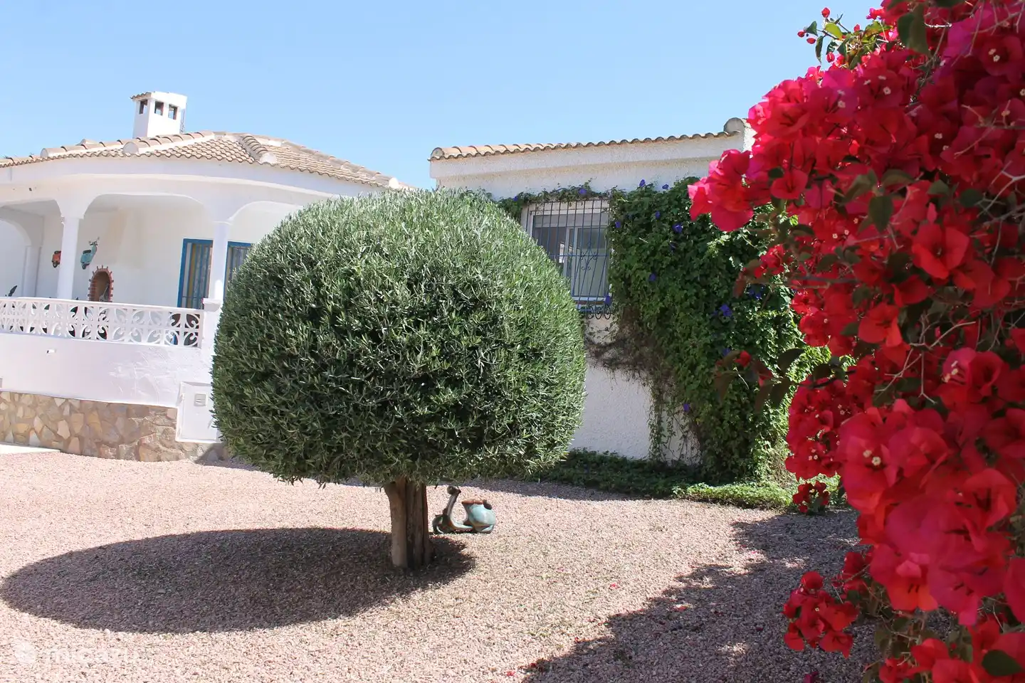 Unser Olivenbaum und Bougainvillea von seiner besten Seite