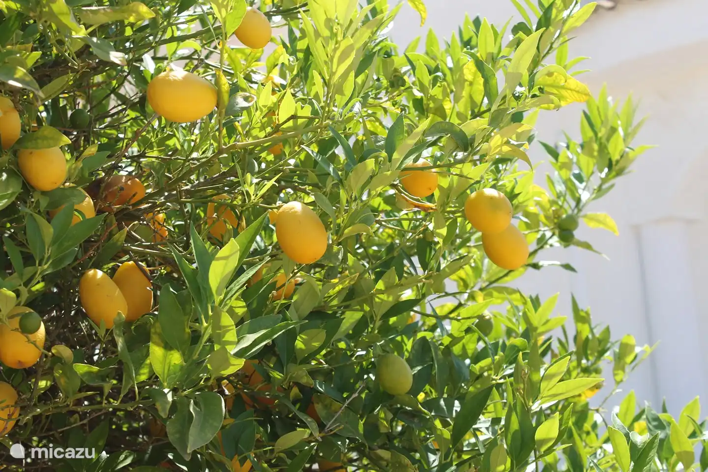 Kein Mangel an Limetten.