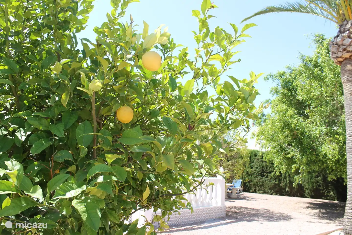 und die Zitronen sind auch auf der Domäne vorhanden.