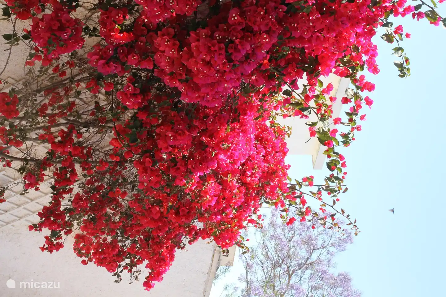 Was für eine Blumenschönheit.