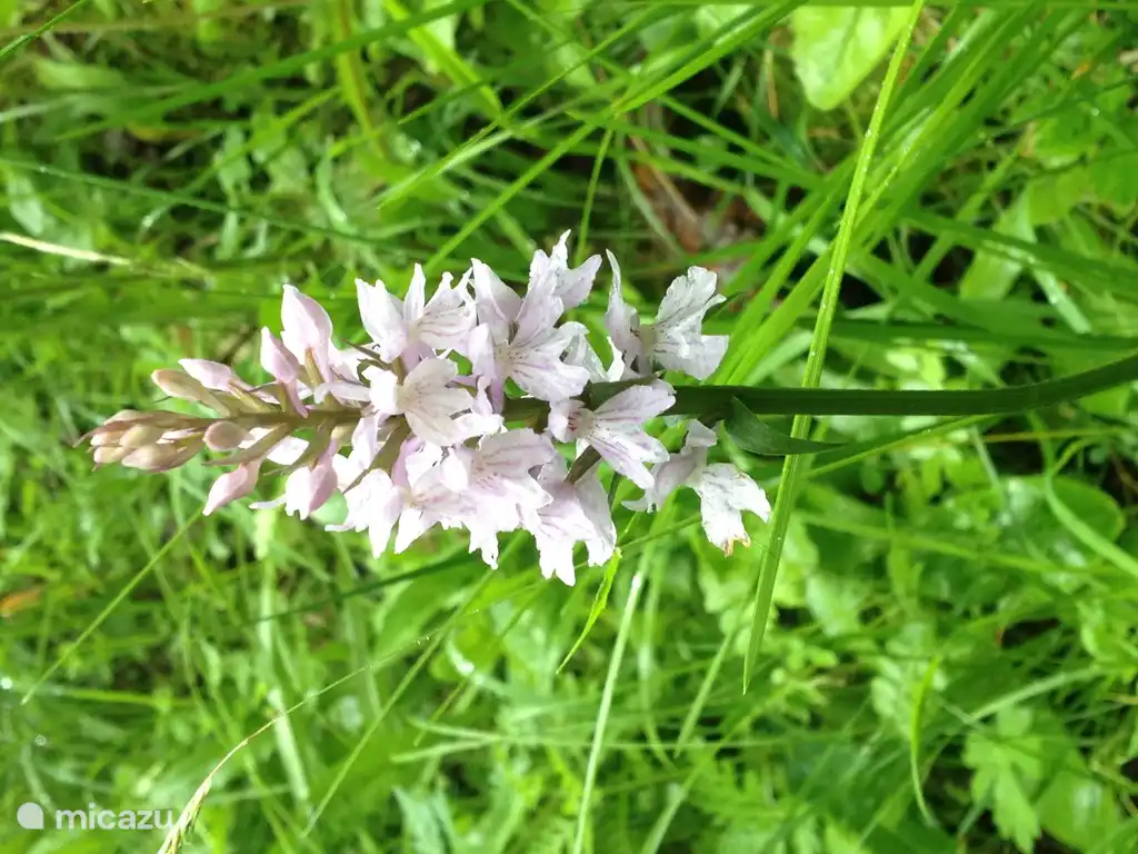 Hermosas rutas de senderismo desde nuestra casa sobre los florecientes prados alpinos.