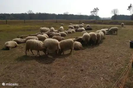 Beajuutiful natur reserve at House of Oraange in Holten