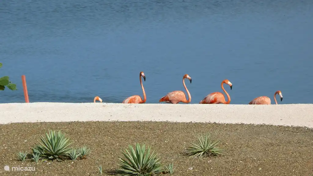 Des flamants roses pataugeant dans le lac devant la villa.