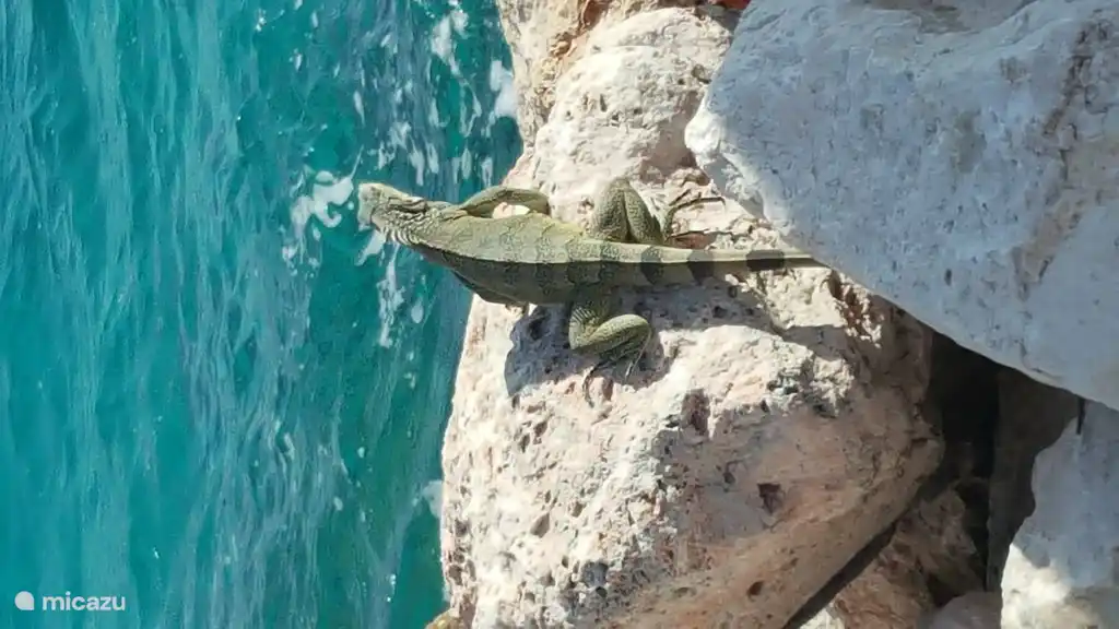 Iguane.