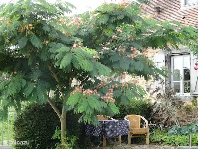 sitzt unter der Albizia