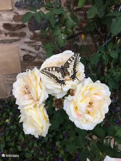 viele Schmetterlinge, Bienen Hummeln