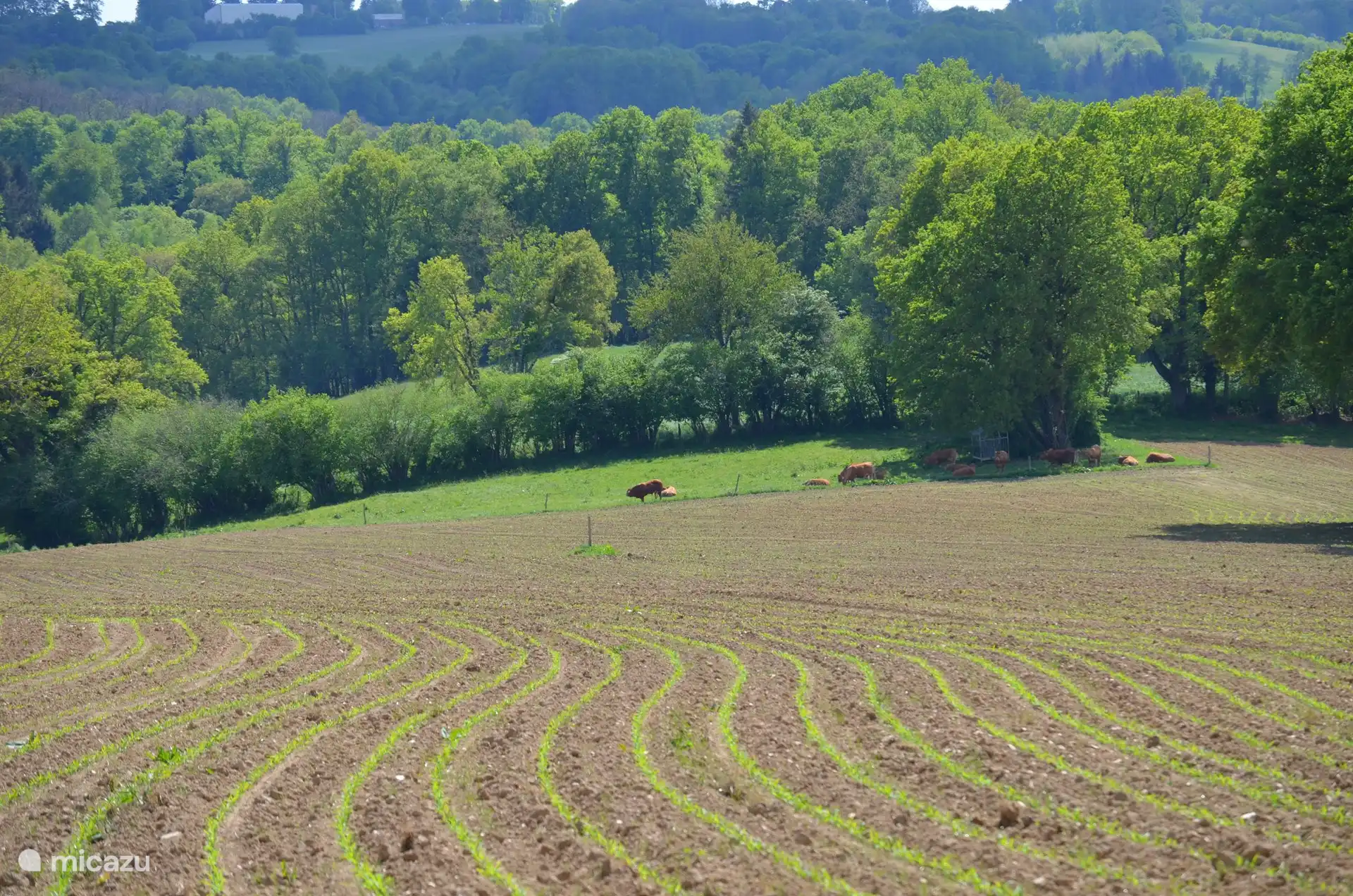 Der Bauer hat schöne Linien in die Landschaft hinter unserem Haus gezeichnet