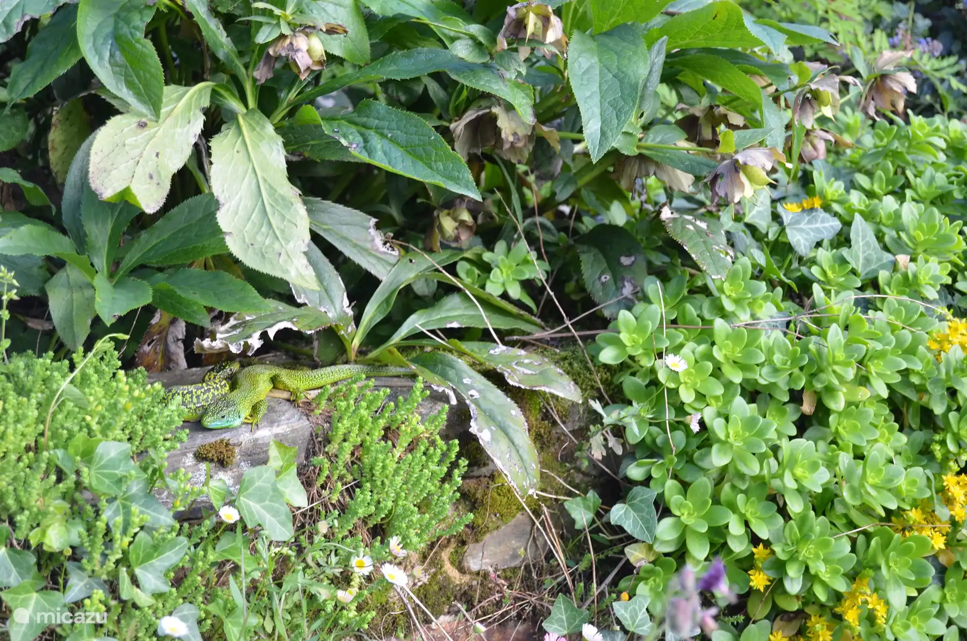 Grüne Eidechsen an der Wand