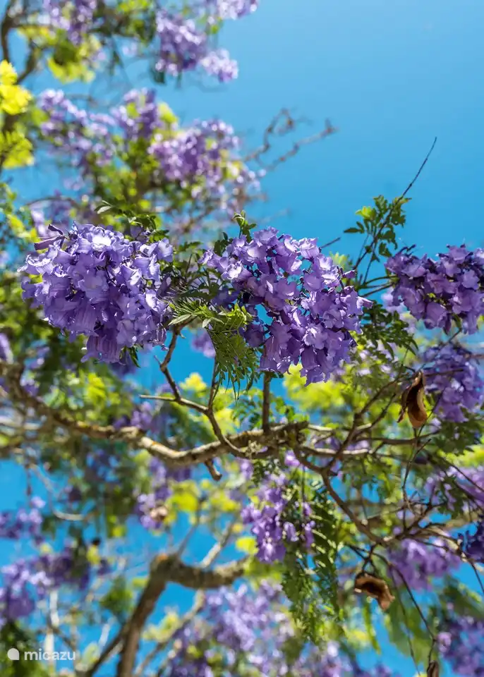 ein paar eindrücke vom garten