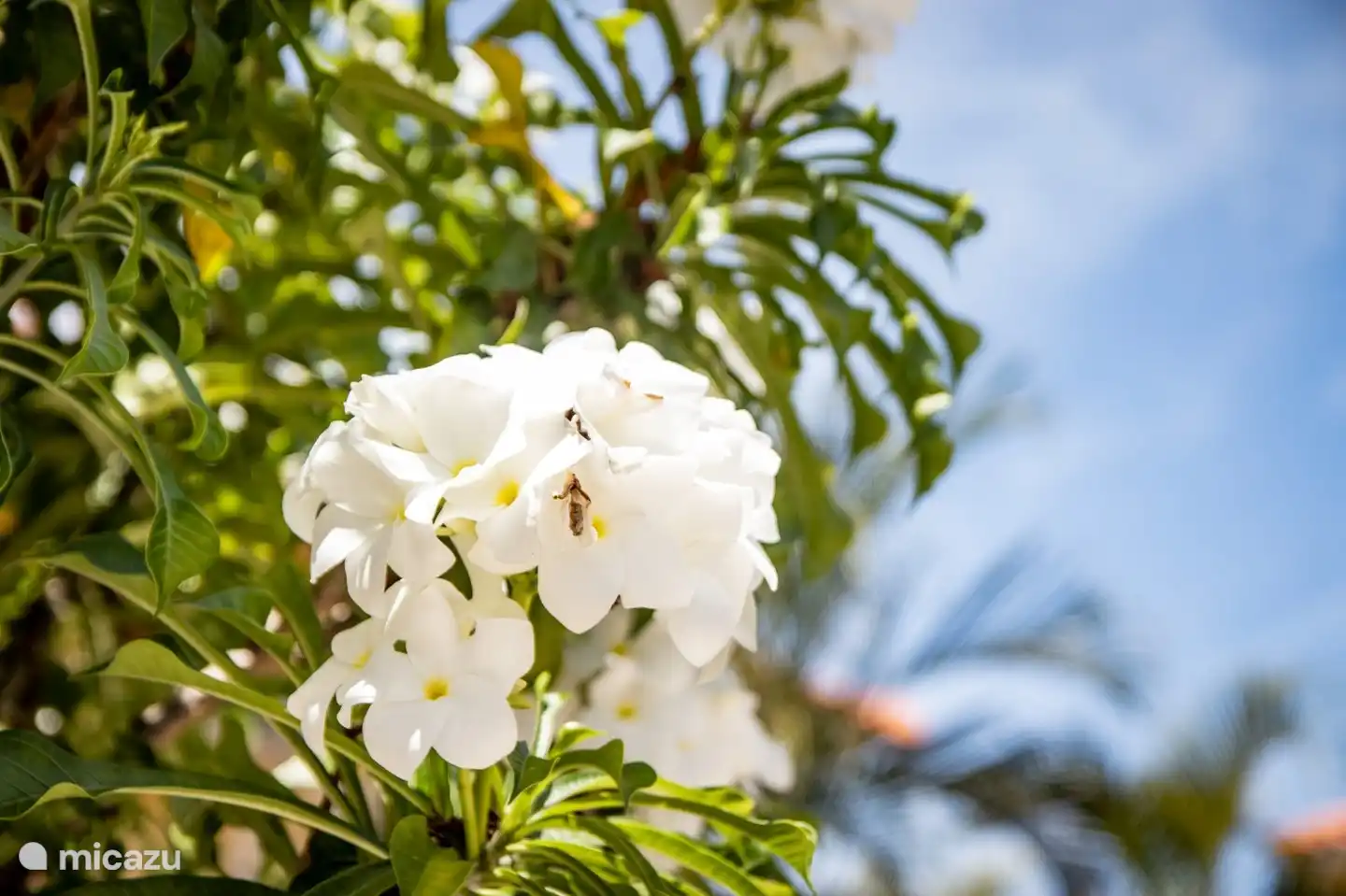 'Villa Kas di Dos' with private pool