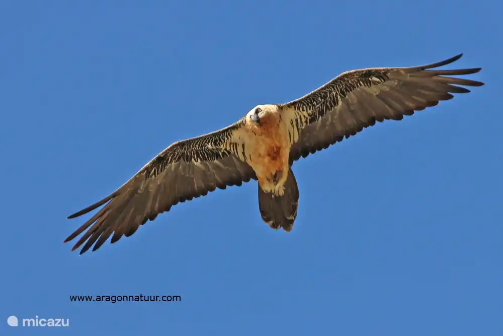 Le rare gypaète barbu survole parfois Sipán.