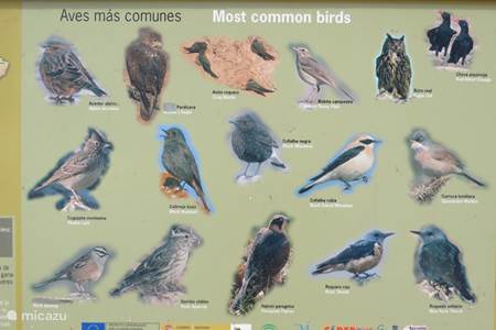 Los ornitólogos o los observadores de aves pueden darse el gusto.