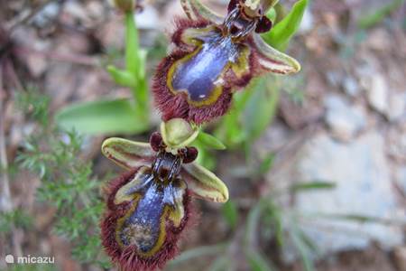 Zoek de Orchissen, let op voor je het weet vertrap je deze beschermde kleine plant.