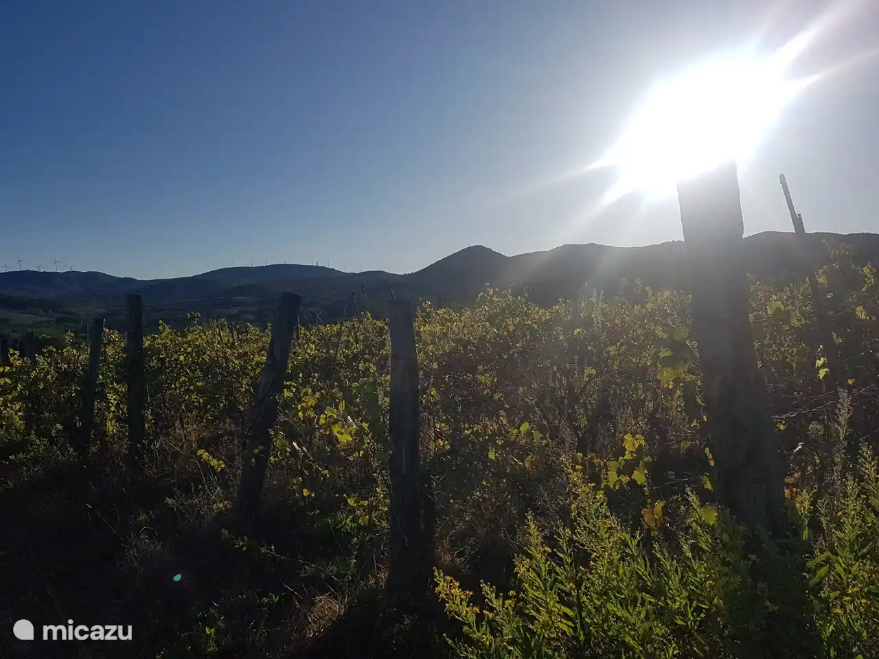 Weingarten am Ende der Straße