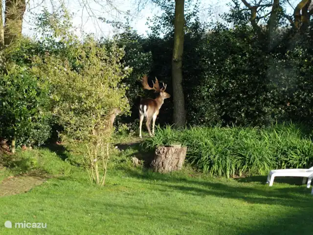 Het Schouwse Duin | Pays-Bas, Zélande, Burgh-Haamstede - maison de vacances Cerf curieux dans le jardin