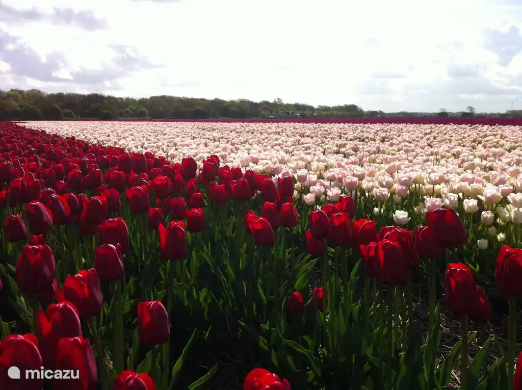 Le long de la Heereweg, vous passerez devant une grande variété de champs de bulbes à fleurs.