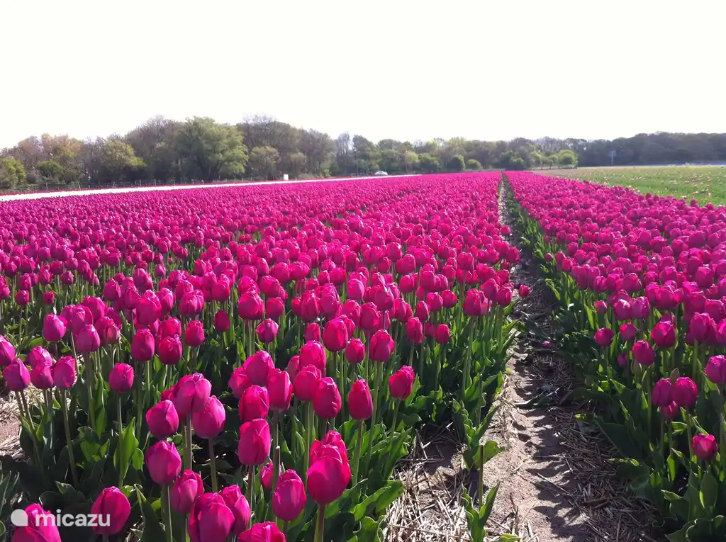 splendeur de couleur tout autour!