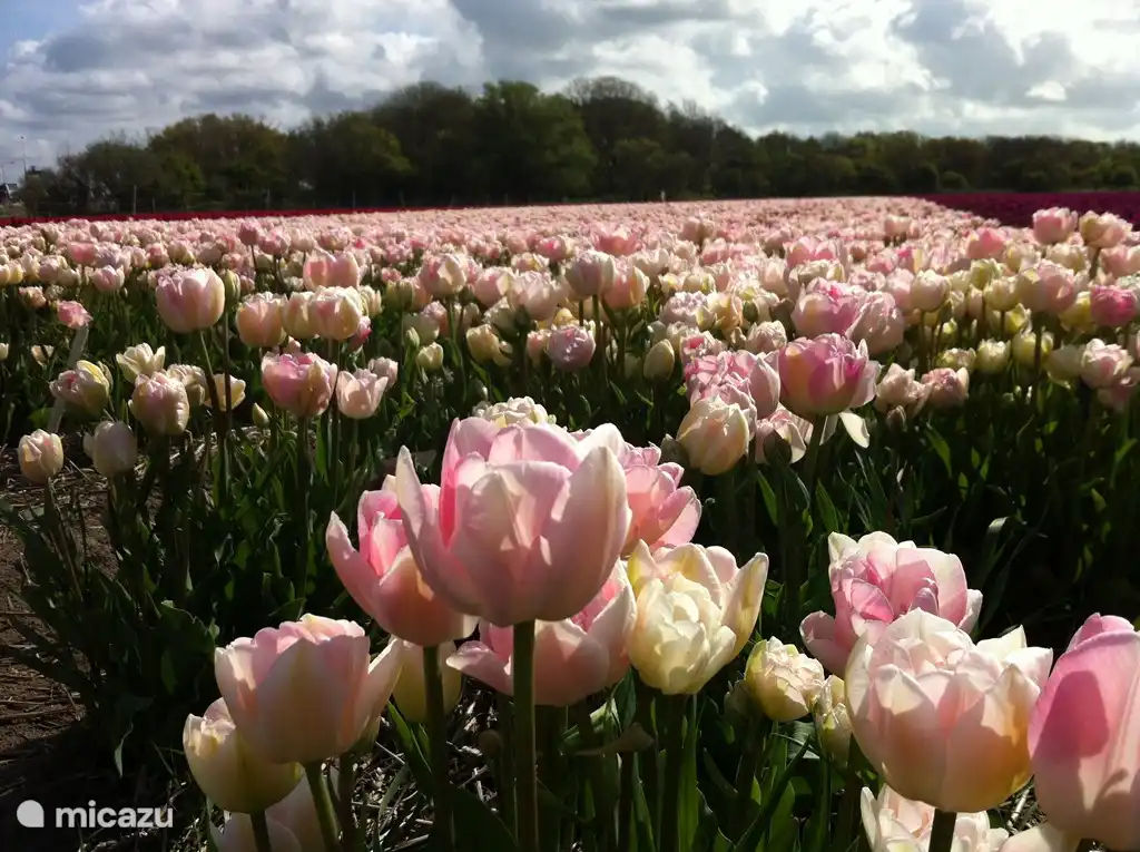 Variétés spéciales de tulipes.