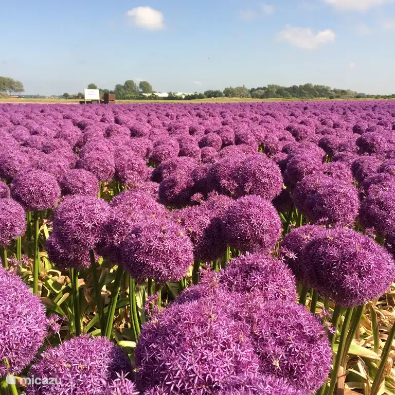 le parc de bungalows est situé au milieu de la zone des bulbes à fleurs de la Hollande du Nord.