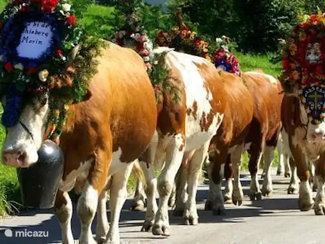 Alpentraum, apartamento Almhof en Austria, Carintia, Kaning (Radenthein) - apartamento Almabtrieb. A mediados de septiembre el ganado viene sobre las montañas adornado para estar en los establos para el invierno que viene.Hay una gran fiesta.Hermoso de ver y vivir.