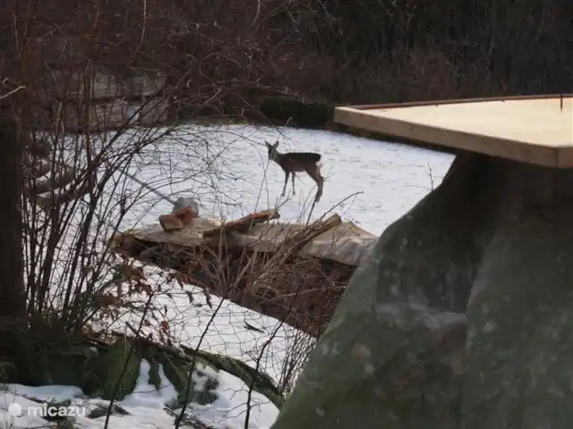 Alpentraum, apartamento Almhof en Austria, Carintia, Kaning (Radenthein) - apartamento Ree pasa regularmente por el jardín.