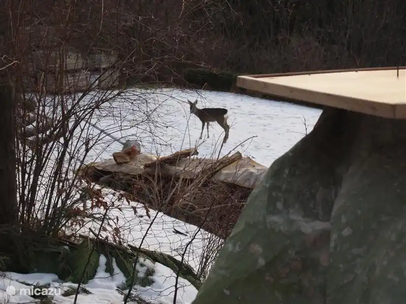 Deer gehen regelmäßig vorbei in den Garten.