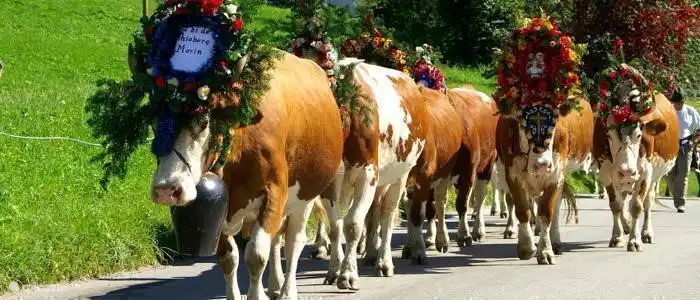 Almabtrieb. Mitte September kommt das Vieh geschmückt die Berge ab.