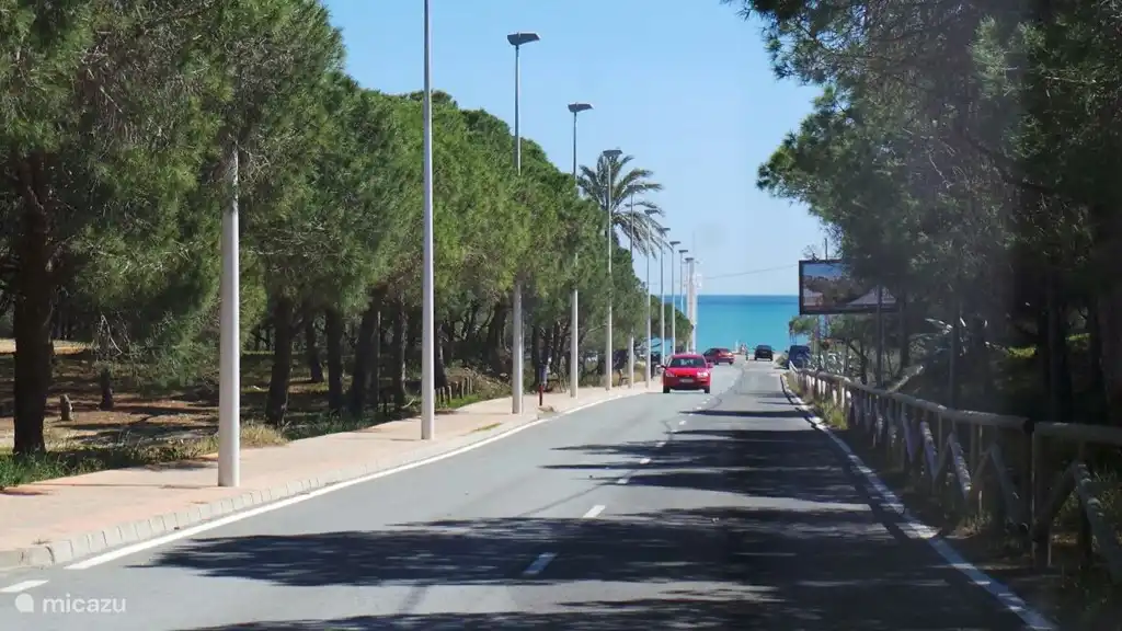 weg naar het strand met bossen en duinen