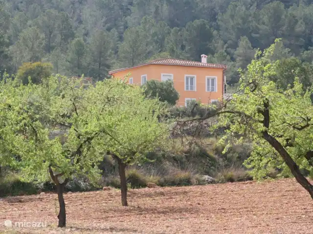 Villa Bonita Vista | Espagne, Costa Blanca, Hondón de las Nieves - villa Vue de face à travers les amandiers. La Villa Bonita Vista est située sur deux terrasses, de sorte que l'avant a deux étages et est plus haut que l'arrière.