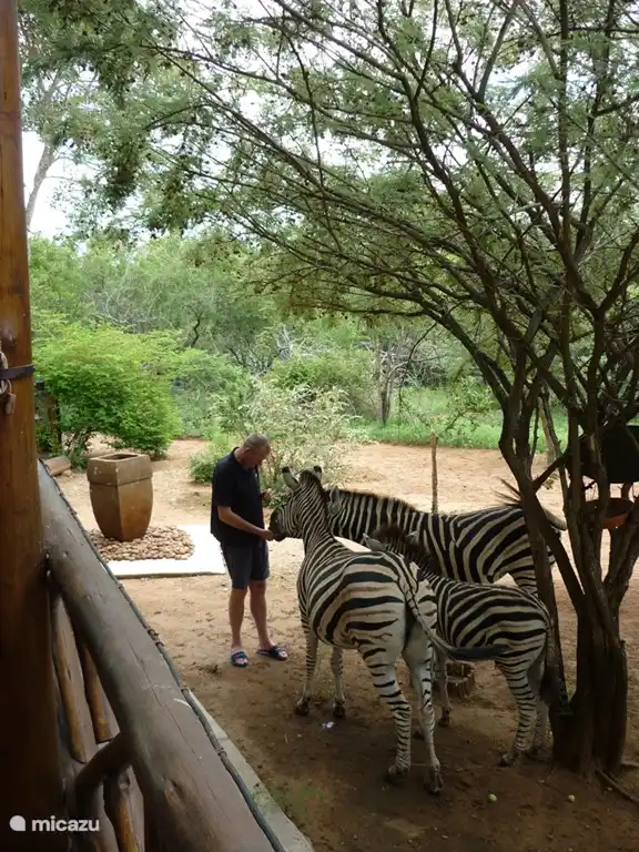 Wildlife zu Besuch kommt, um etwas zu essen zu bekommen!