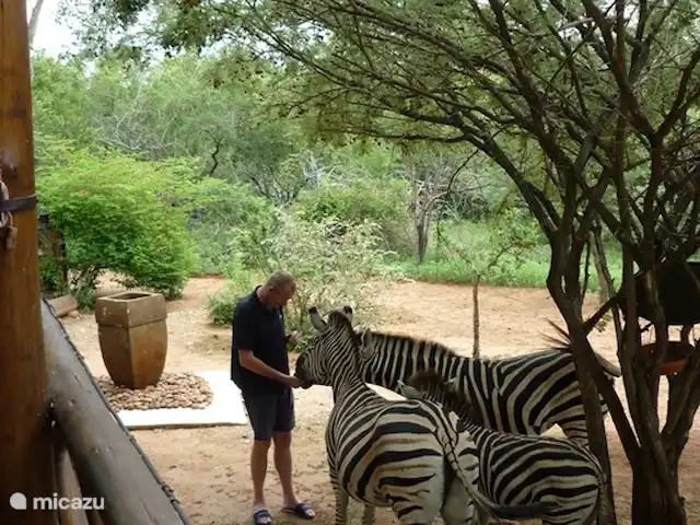Villa Khamkirri | Afrique du Sud, Mpumalanga, Marloth Park - villa La faune vient visiter pour manger!