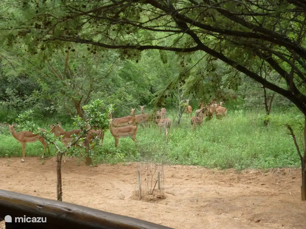 Eine Herde von Impalas Besuch für die Veranda.