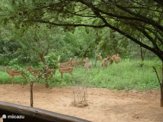 Villa Khamkirri | Afrique du Sud, Mpumalanga, Marloth Park - villa Un troupeau d'impalas en visite devant le porche.