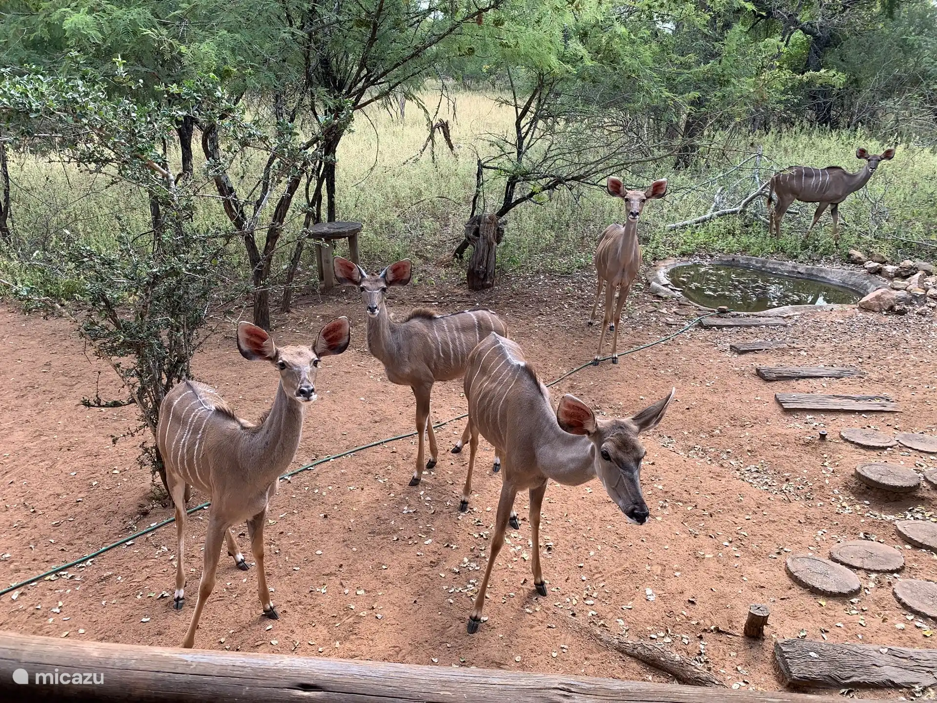Viele Gäste zu Besuch vor der Veranda 
