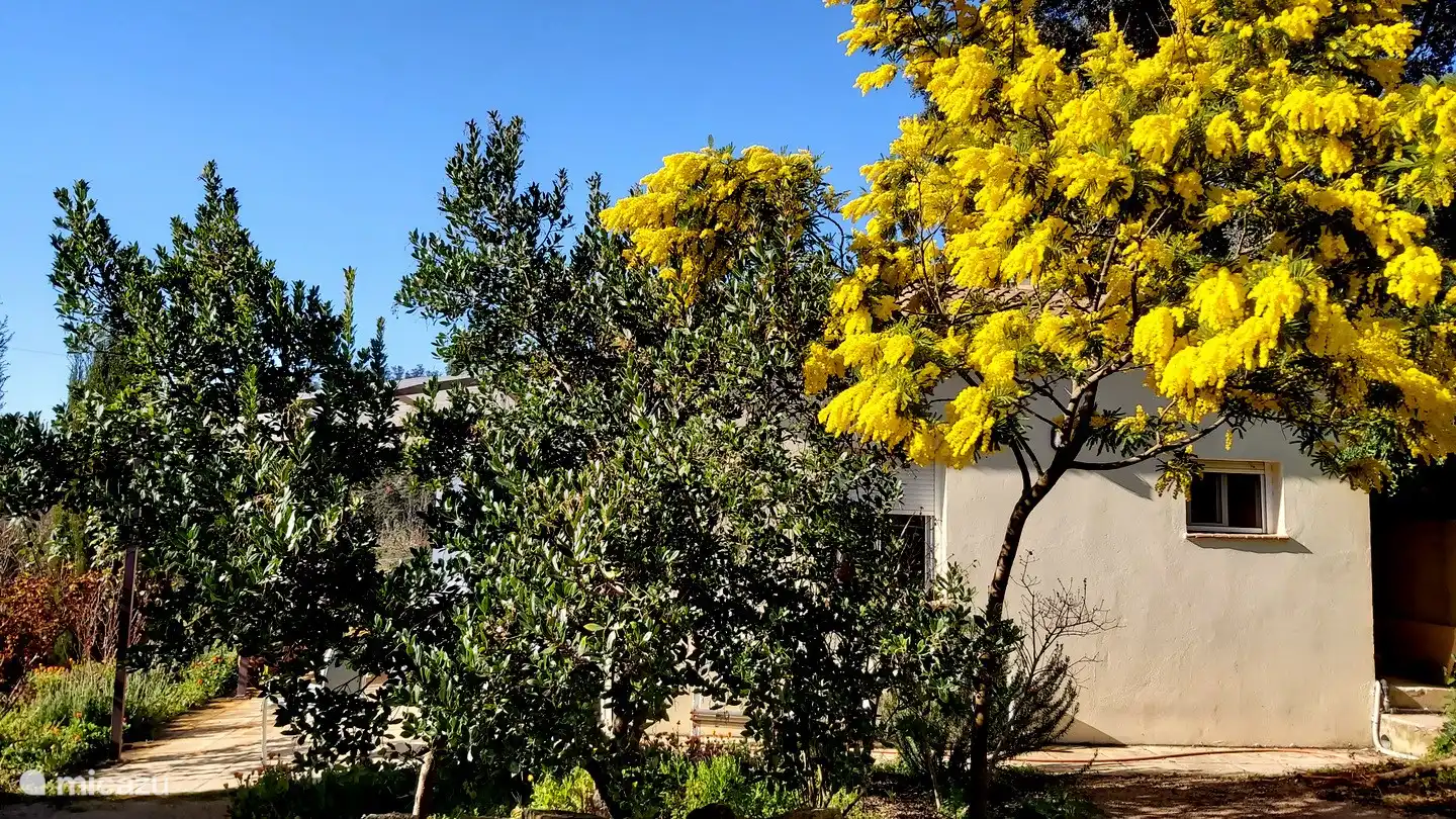 Le mimosa en fleurs