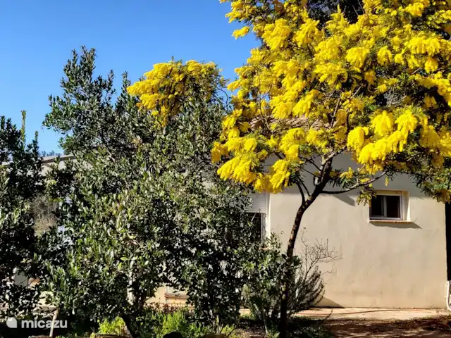 Casa Vallecillo en España, Andalucía, Ronda - casa vacacional La mimosa en flor