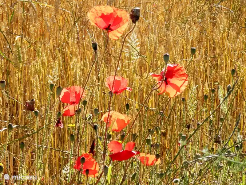 Au printemps, une explosion de fleurs sauvages peut être vue dans les environs immédiats