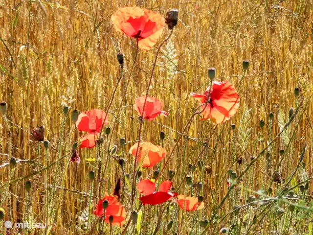 Casa Vallecillo en España, Andalucía, Ronda - casa vacacional En la primavera, se puede ver una explosión de flores silvestres en el área inmediata.