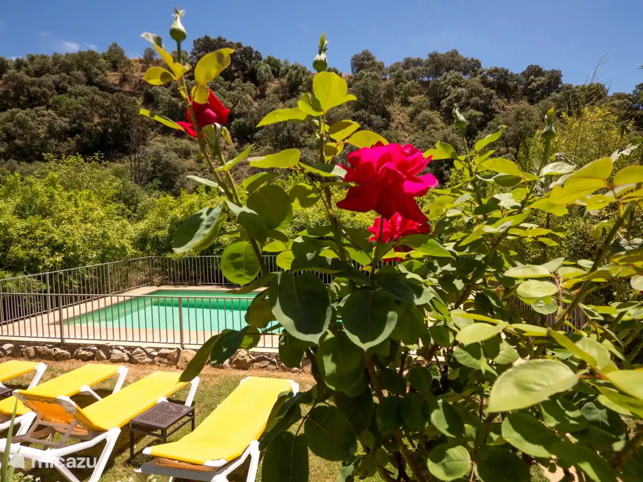 Jardin modeste au bord de la piscine