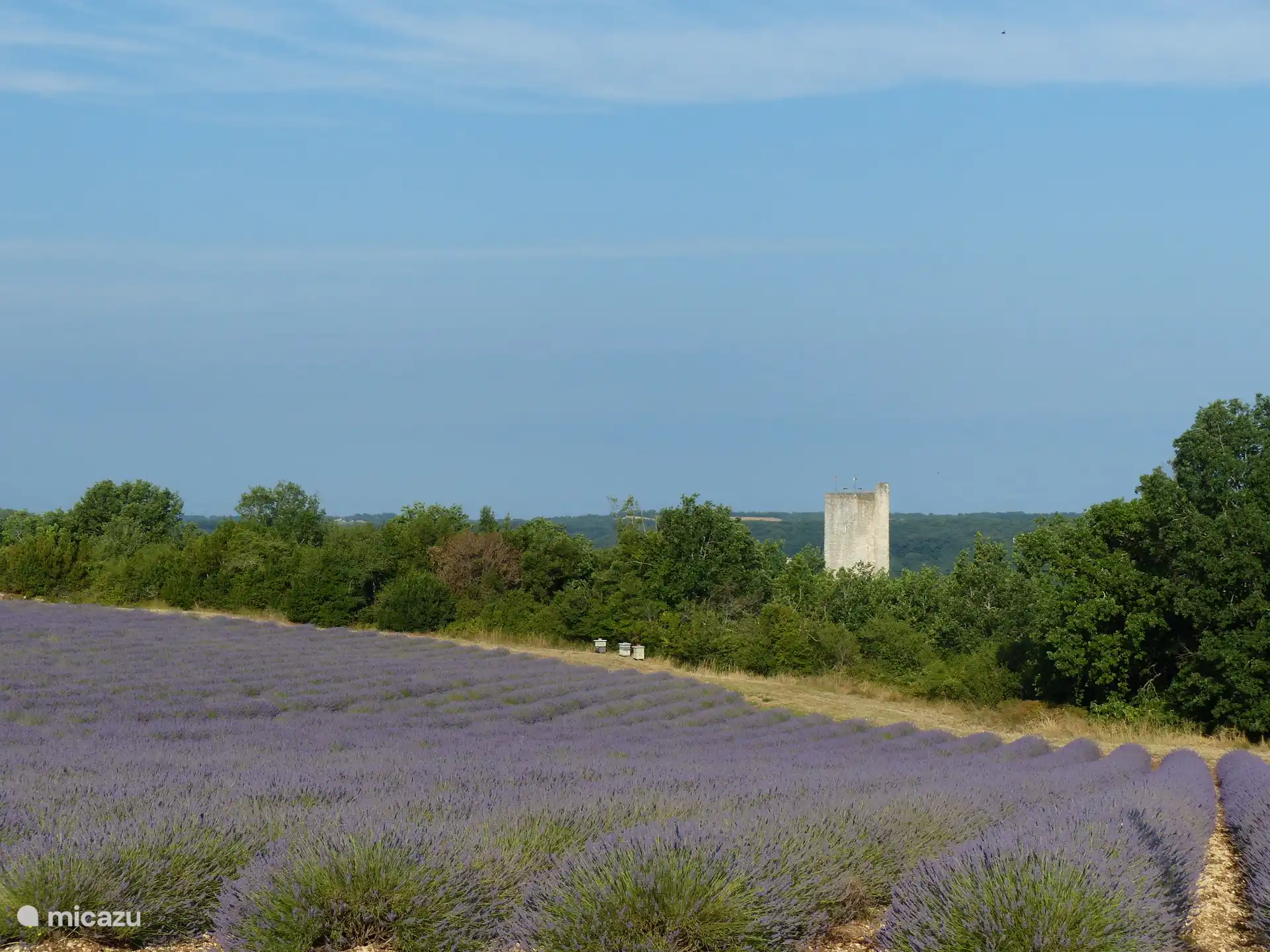 Lavendelfeld oberhalb von Montcuq